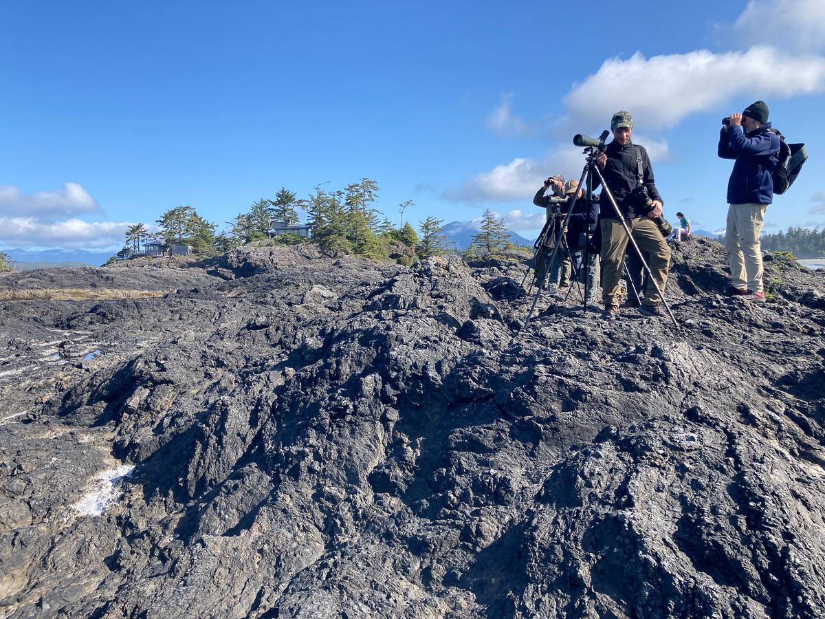 Birding in Tofino