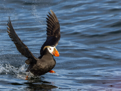 British Columbia Coast & Pelagic