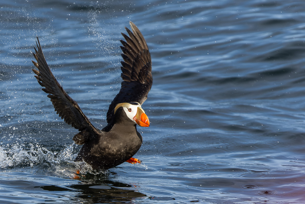 Tufted Puffin taking off