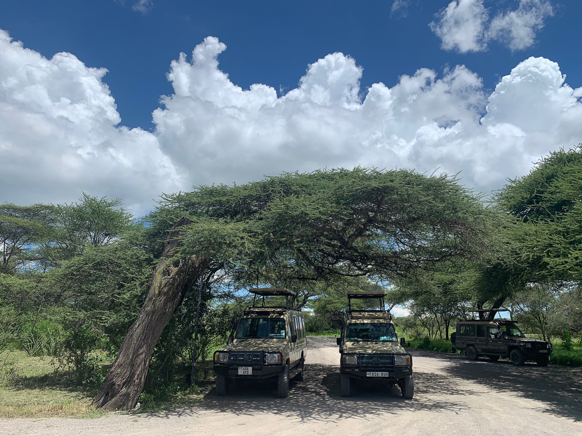 Toyota Landcruisers with roof-tops up at Ndutu Safari Lodge