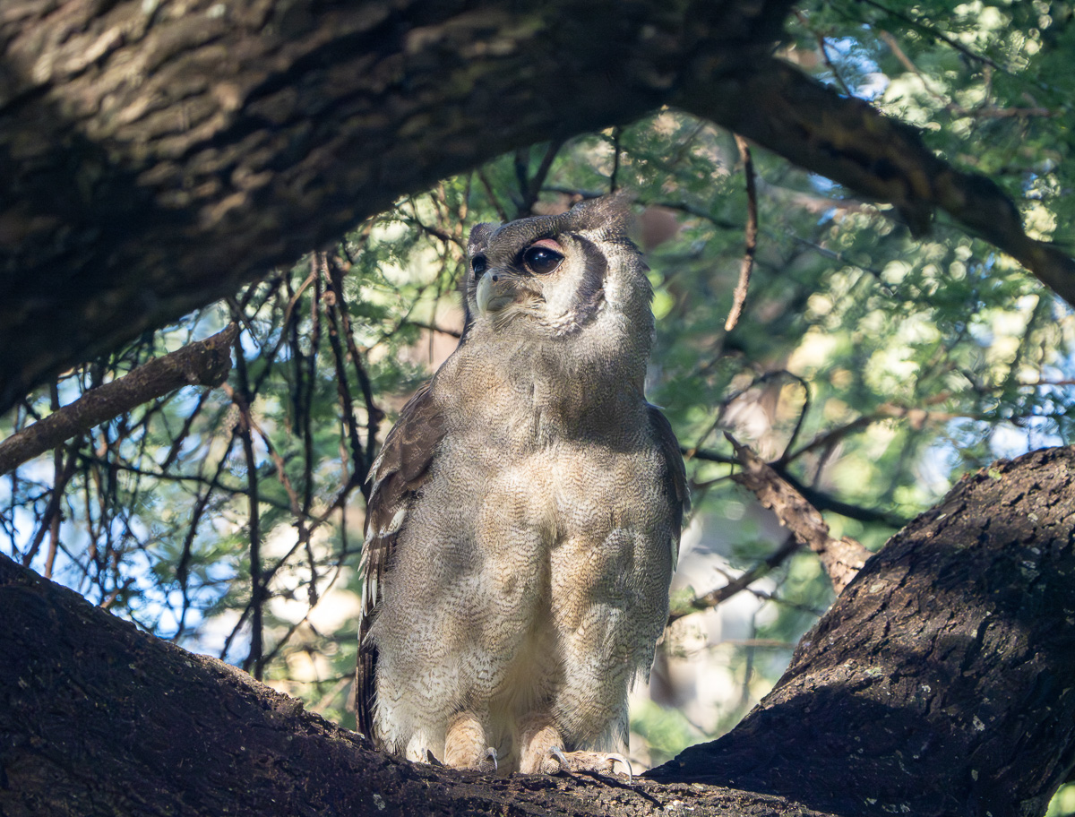 Verreaux´s (aka Milky) Eagle-owl at Ndutu