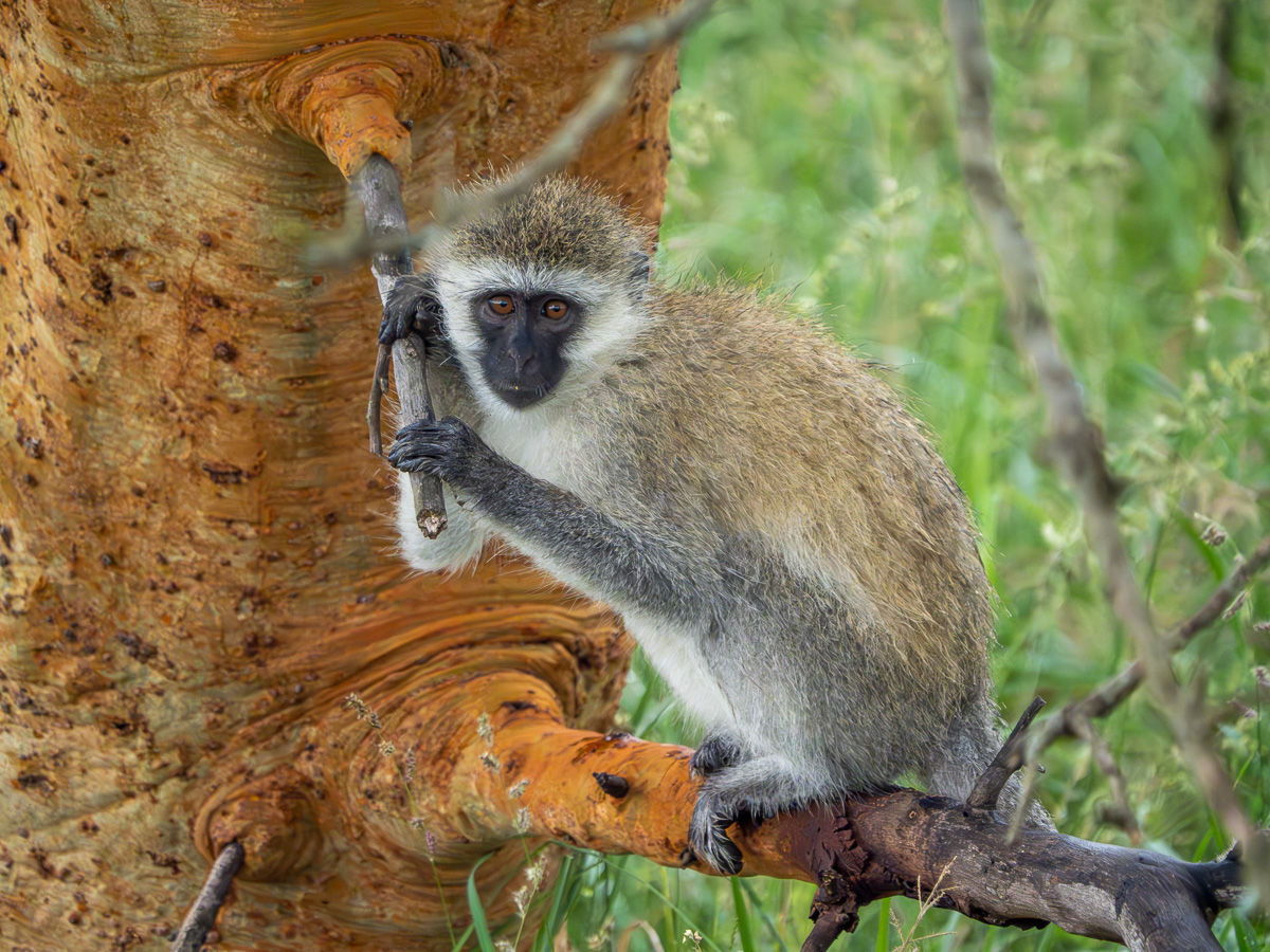 Vervet Monkey