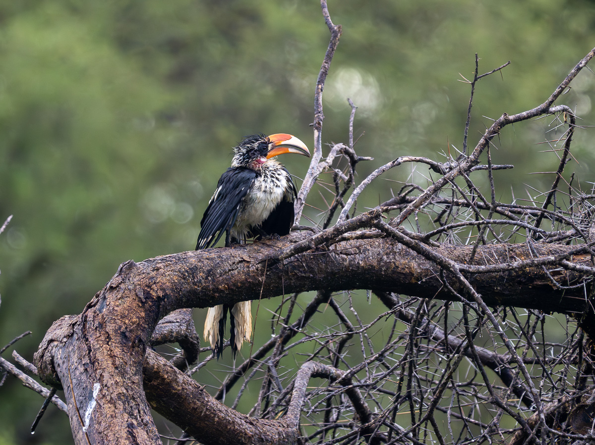 A young Von der Decken´s Hornbill in the rain 