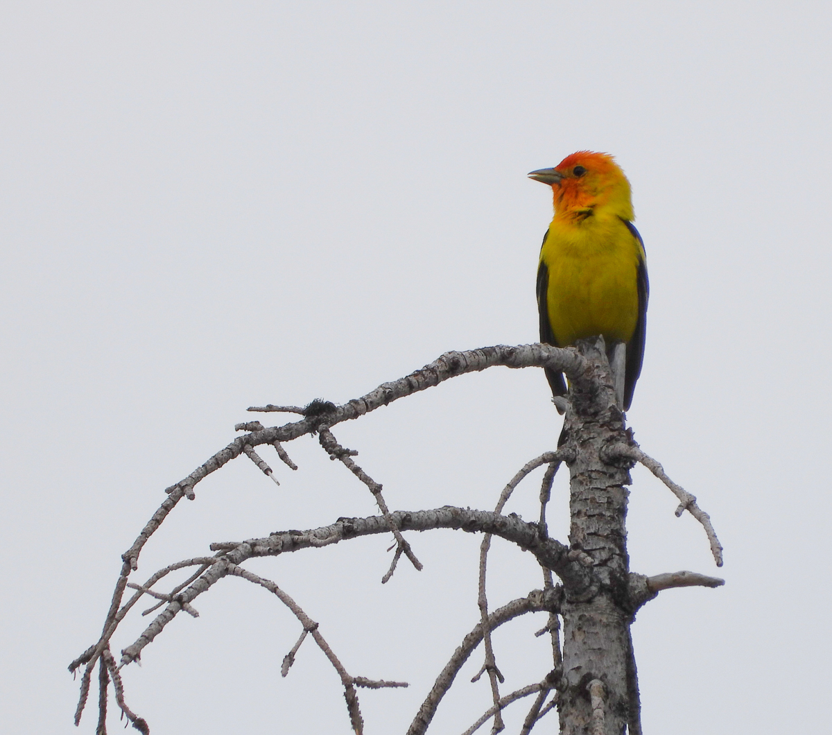 Western Tanager