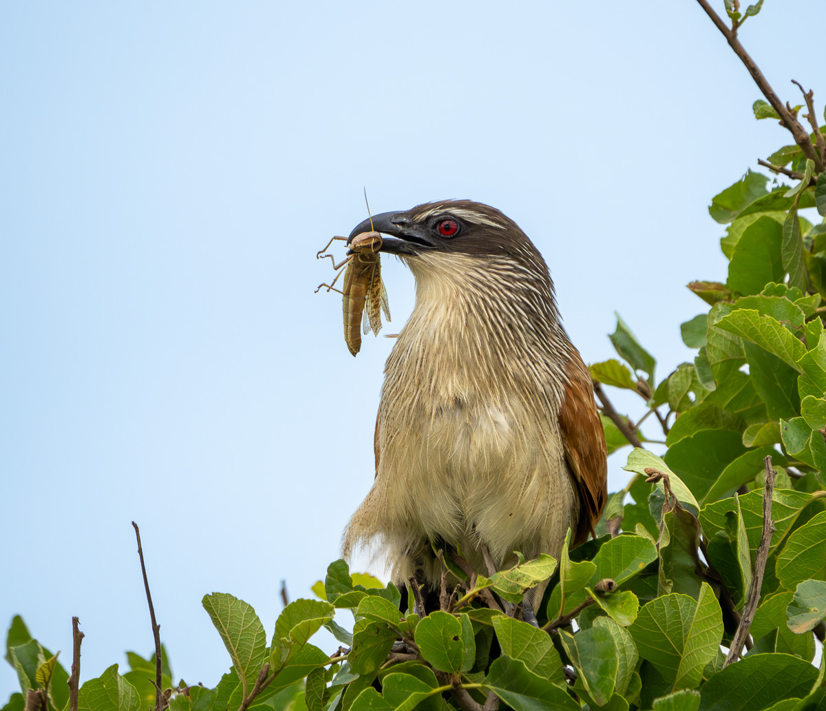 White-browed Coucal 