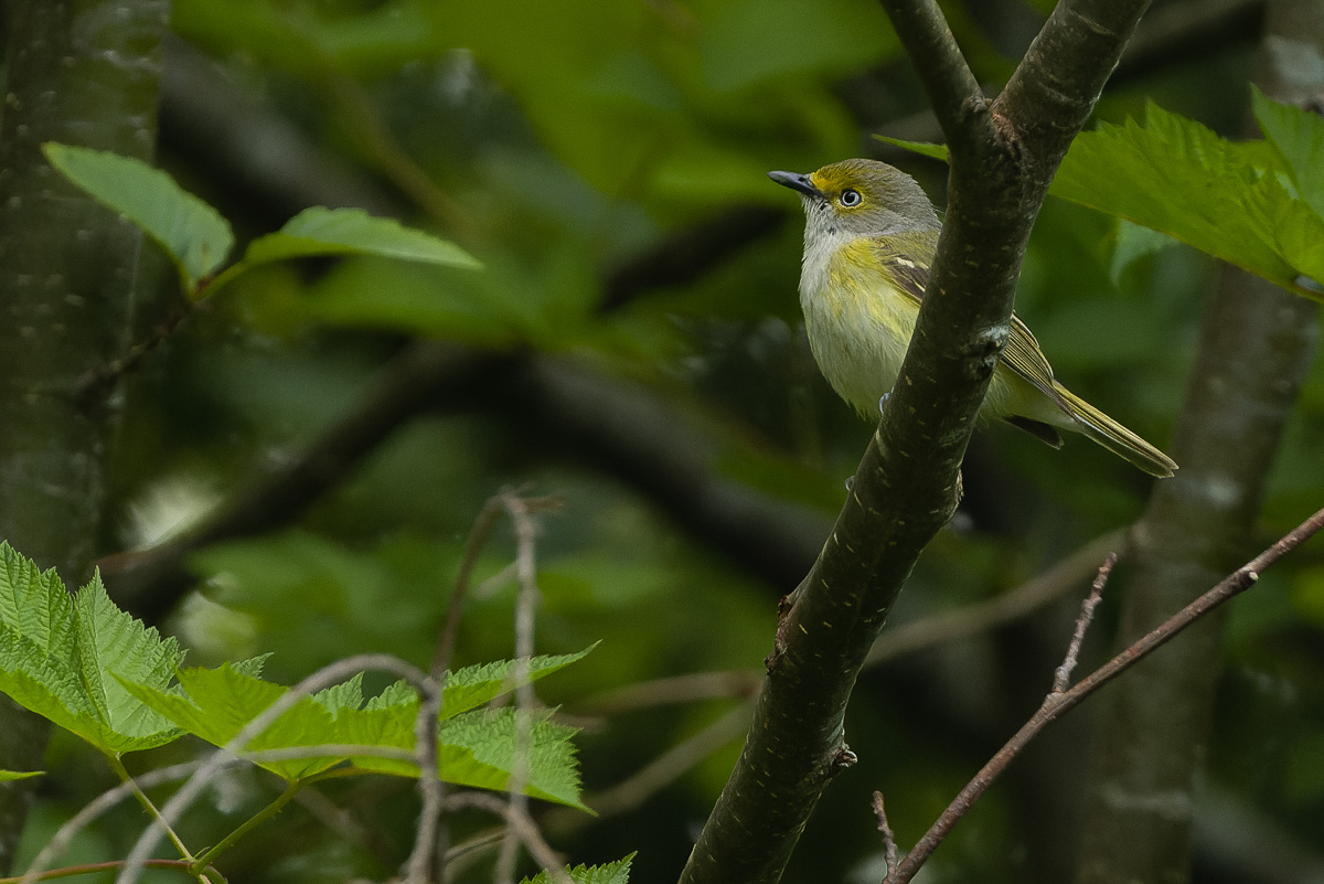 White-eye Vireo