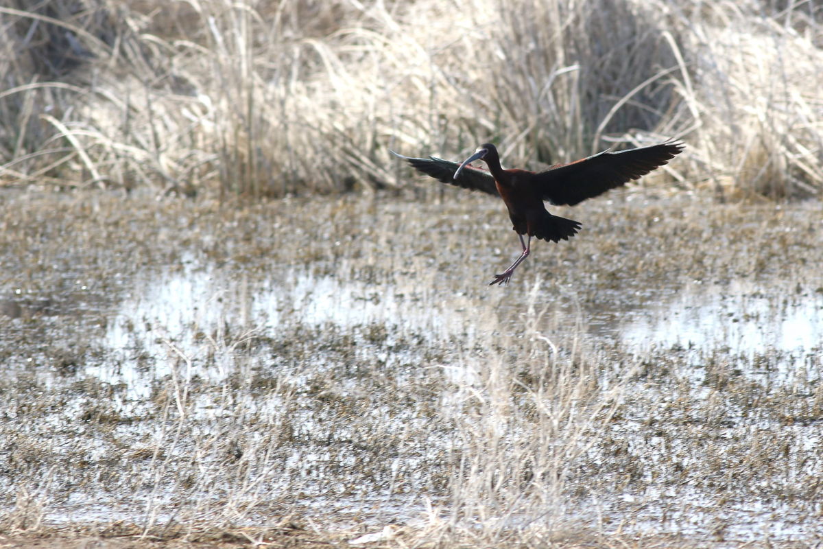 White-faced Ibis