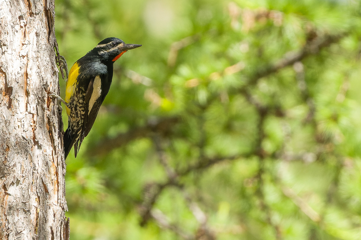 Williamson's Sapsucker