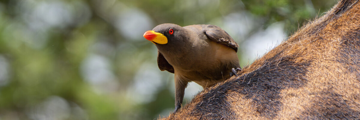 Tanzania Birding & Wildlife Safari Trip Report 2023