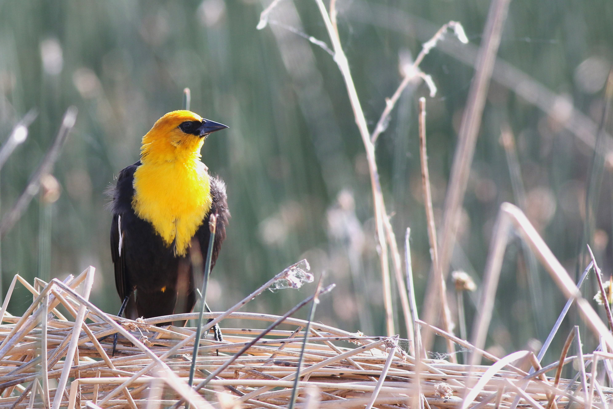 Yellow-headed Blackbird 