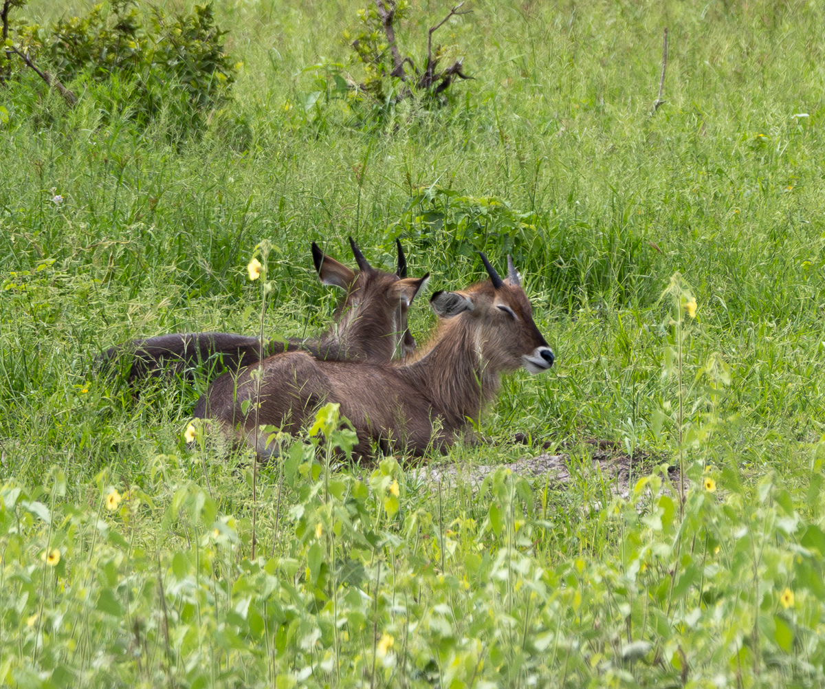 Youthful Common Waterbuck