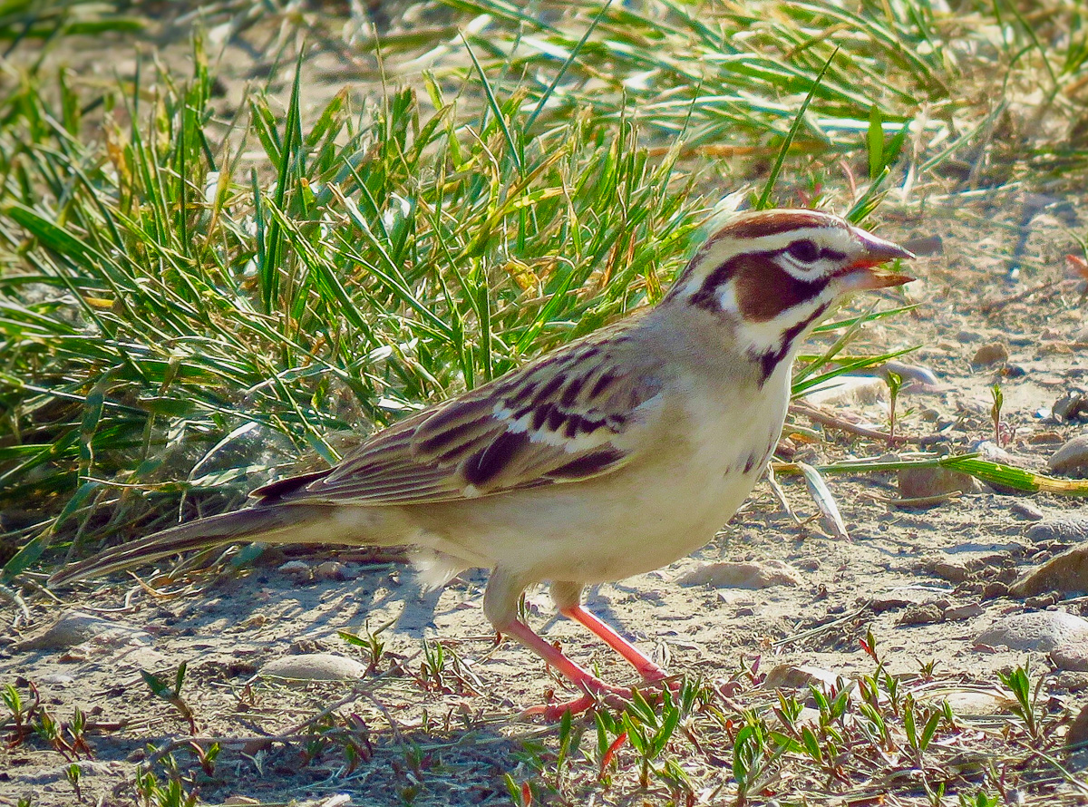 Lark Sparrow