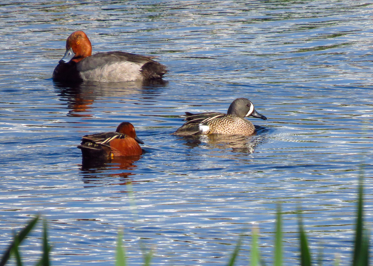 We viewed Redhead, Cinnamon Teal and Blue-winged Teal