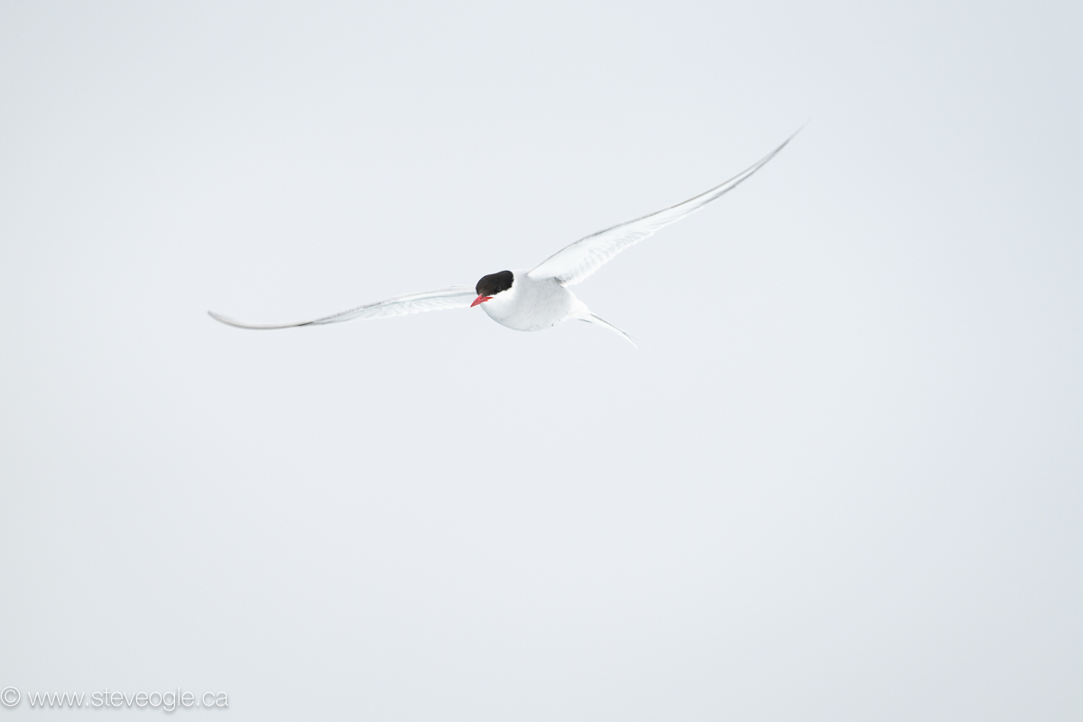 Arctic Tern