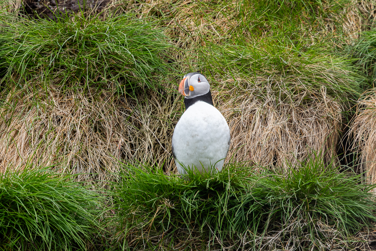The highlight for many in Witless Bay was fantastic views of Atlantic Puffins. 