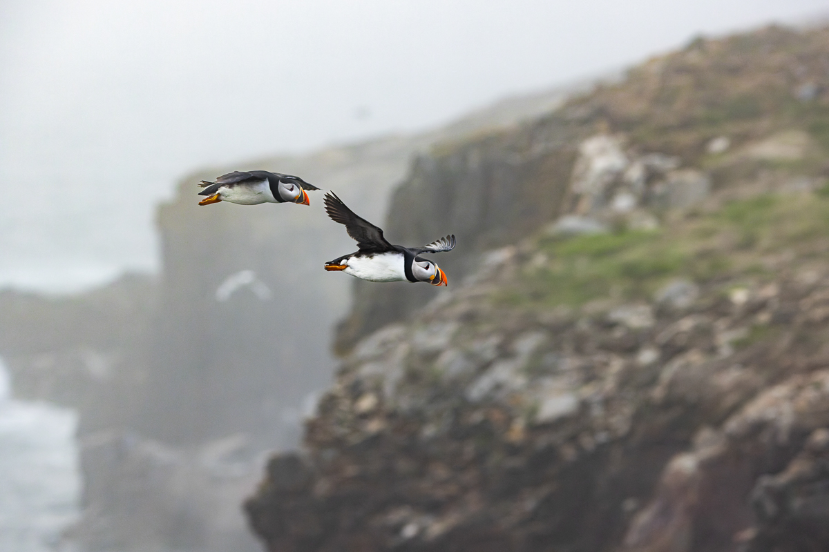 Atlantic Puffins in Elliston