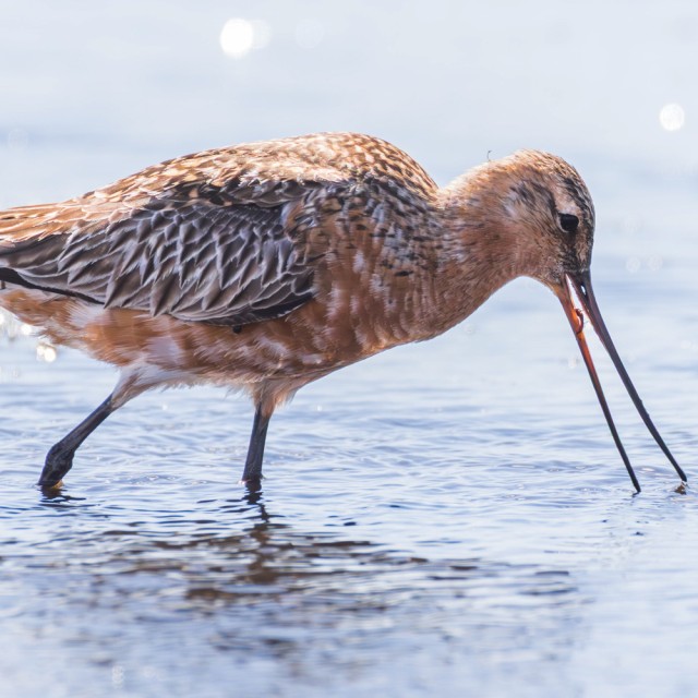 Bar-tail Godwit