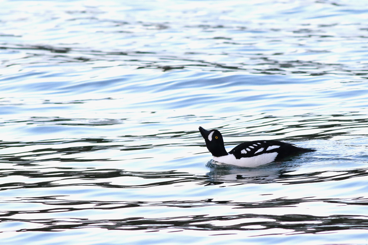 Barrow's Goldeneye