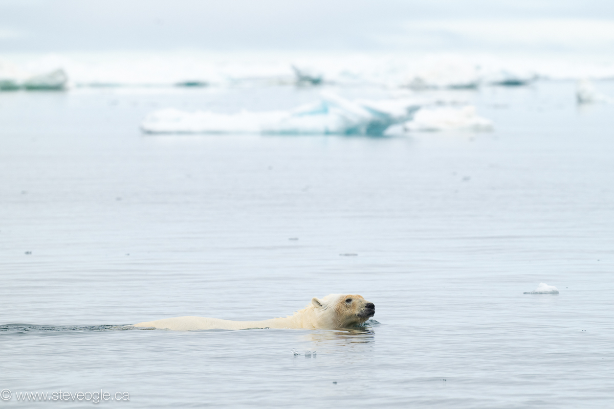 Polar bear swimming