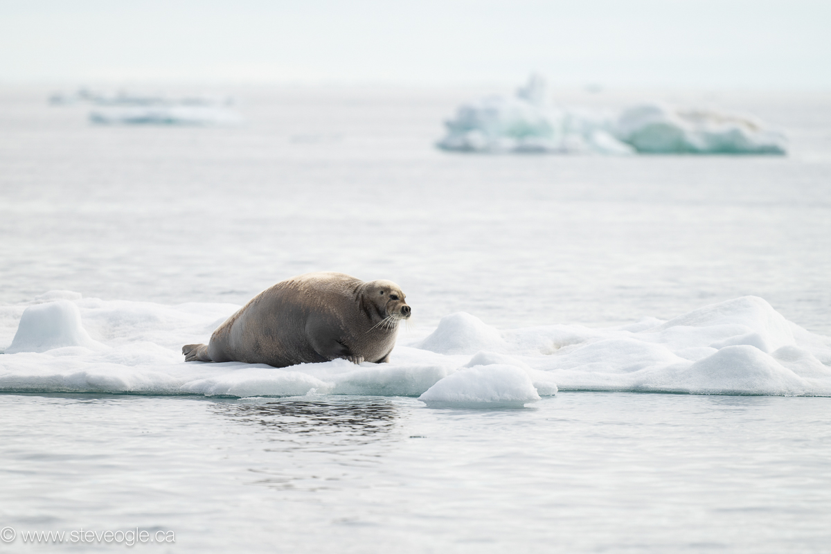 Bearded Seal