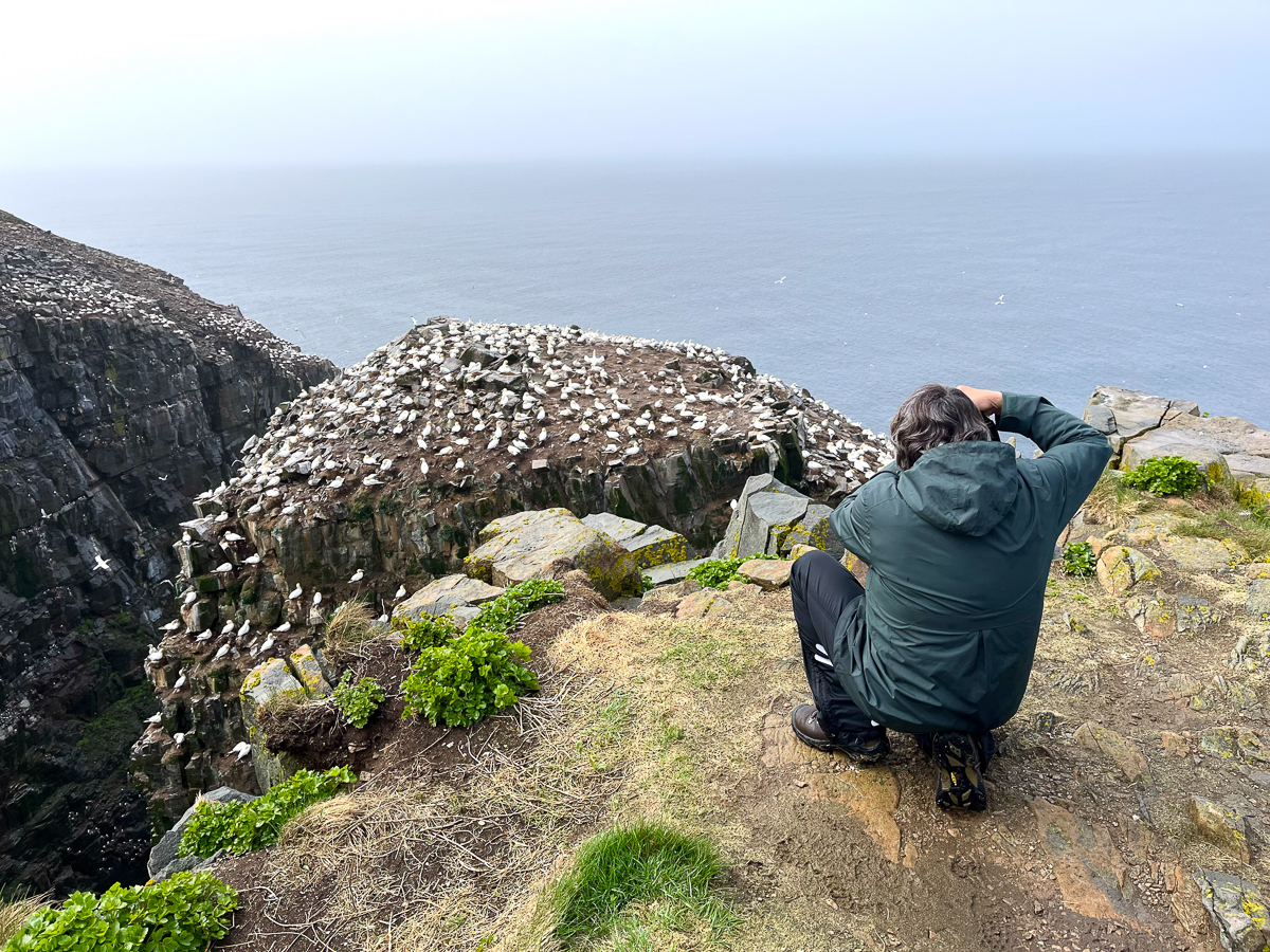 Bird Rock at Cape St. Mary's, Newfoundland
