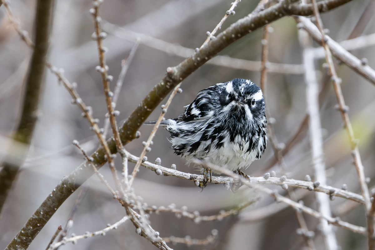 Black-and-white Warbler