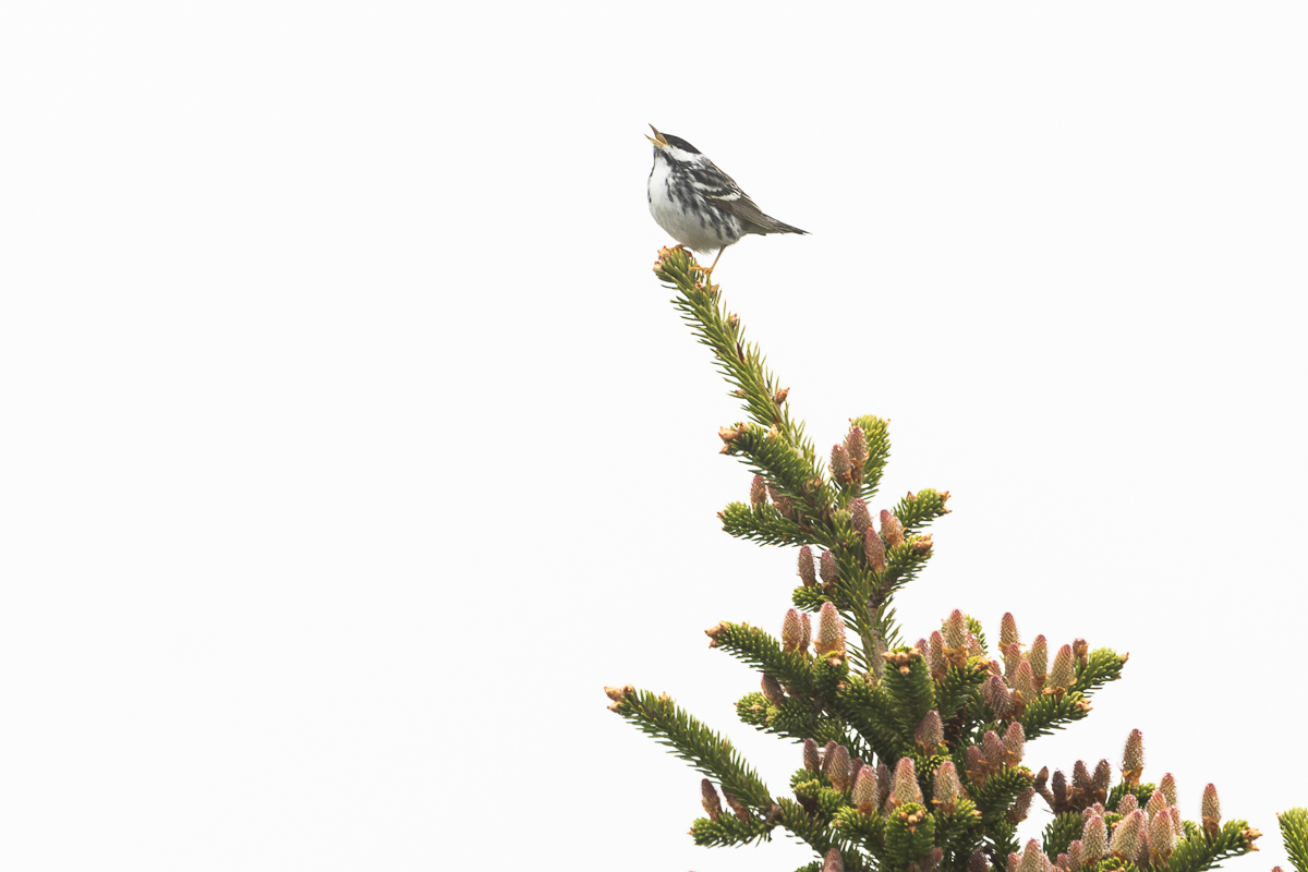 Blackpoll Warbler in Trepassey 