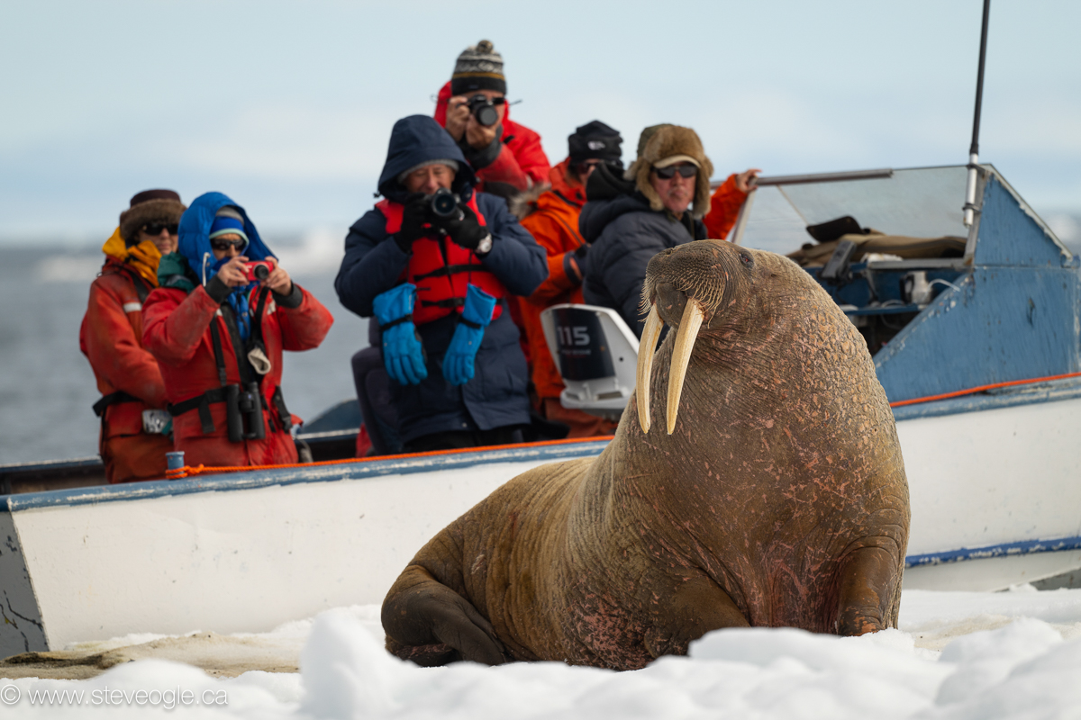 People watching walrus on ice