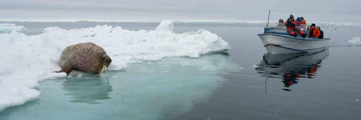 Sanirajak Walrus and Bowhead Tour Trip Report 2023