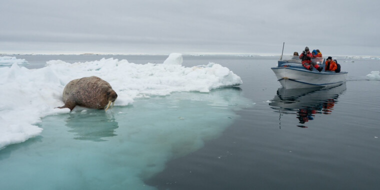 Sanirajak Walrus and Bowhead Tour Trip Report 2023