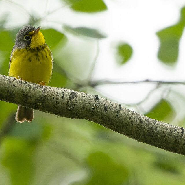 Canada Warbler in British Columbia
