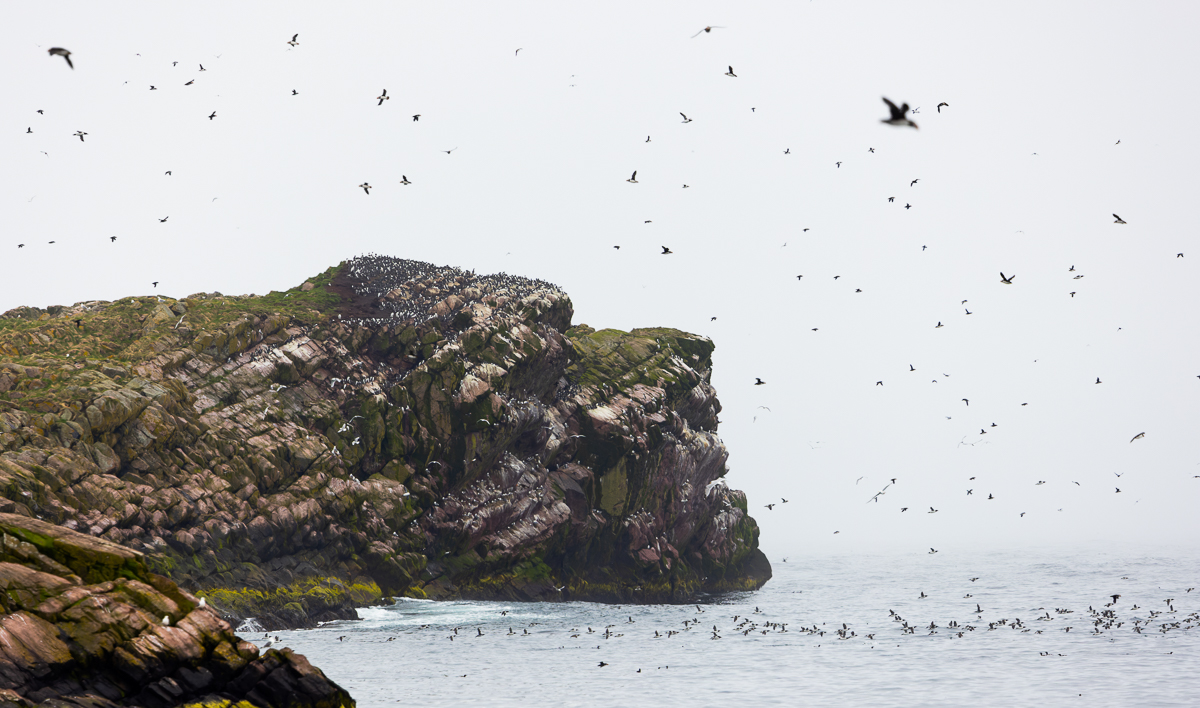 Upon arriving at Witless Bay Ecological Reserve, we were greeted by tens of thousands of Common Murres and Atlantic Puffins