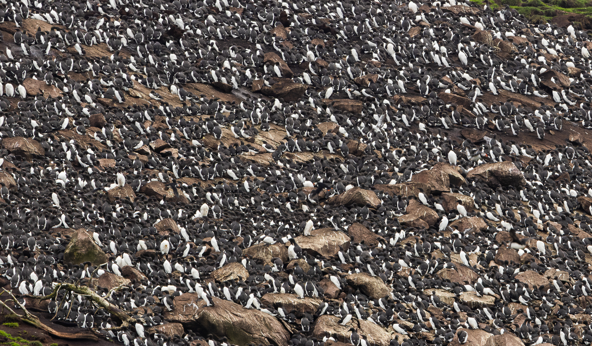 Common Murres resting on a cliff in Witless Bay