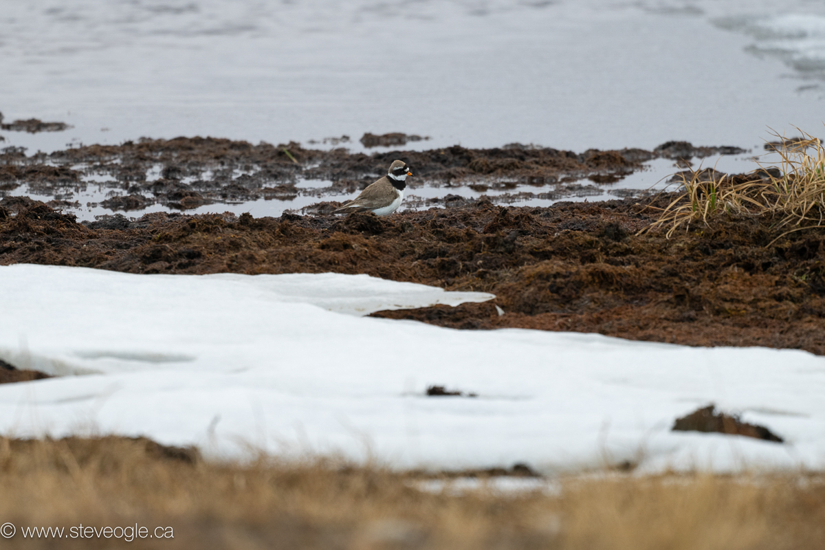 Common Ringed Plover