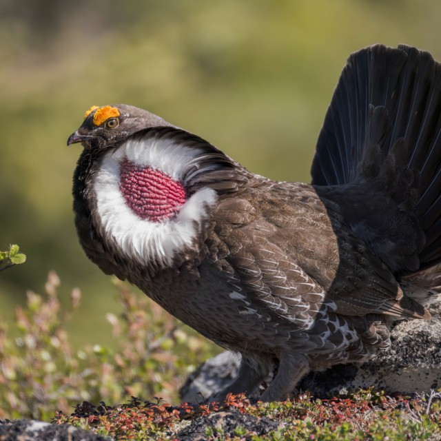 Dusky Grouse