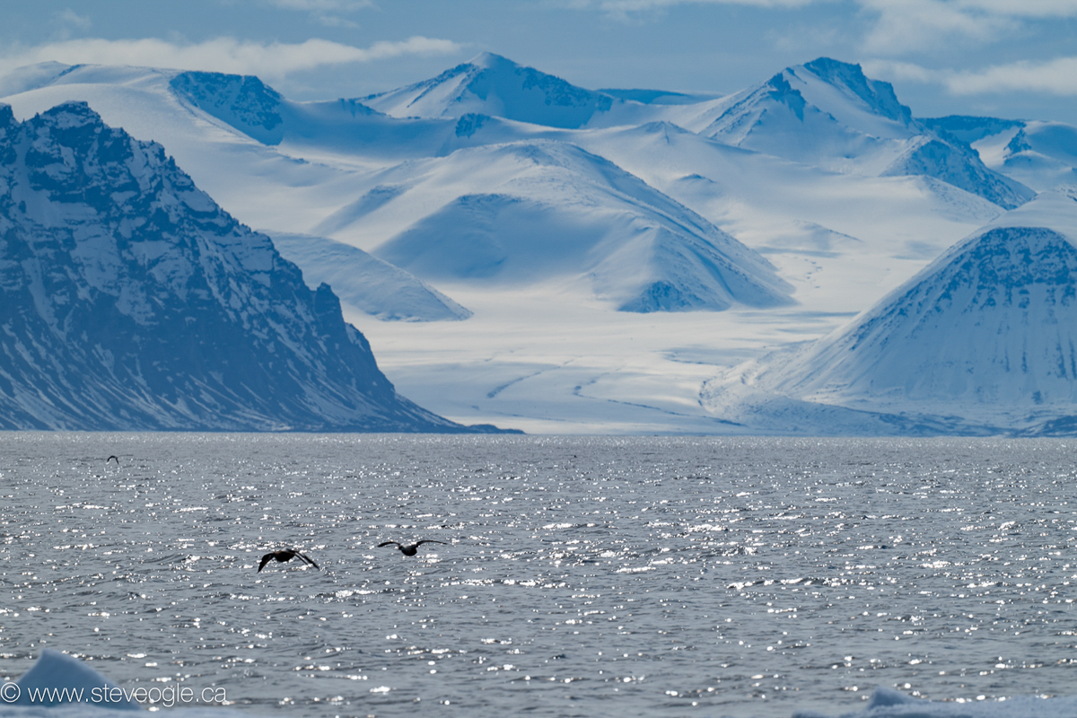 Eiders and glacier