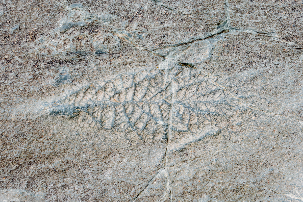 Fossil at Mistaken Point