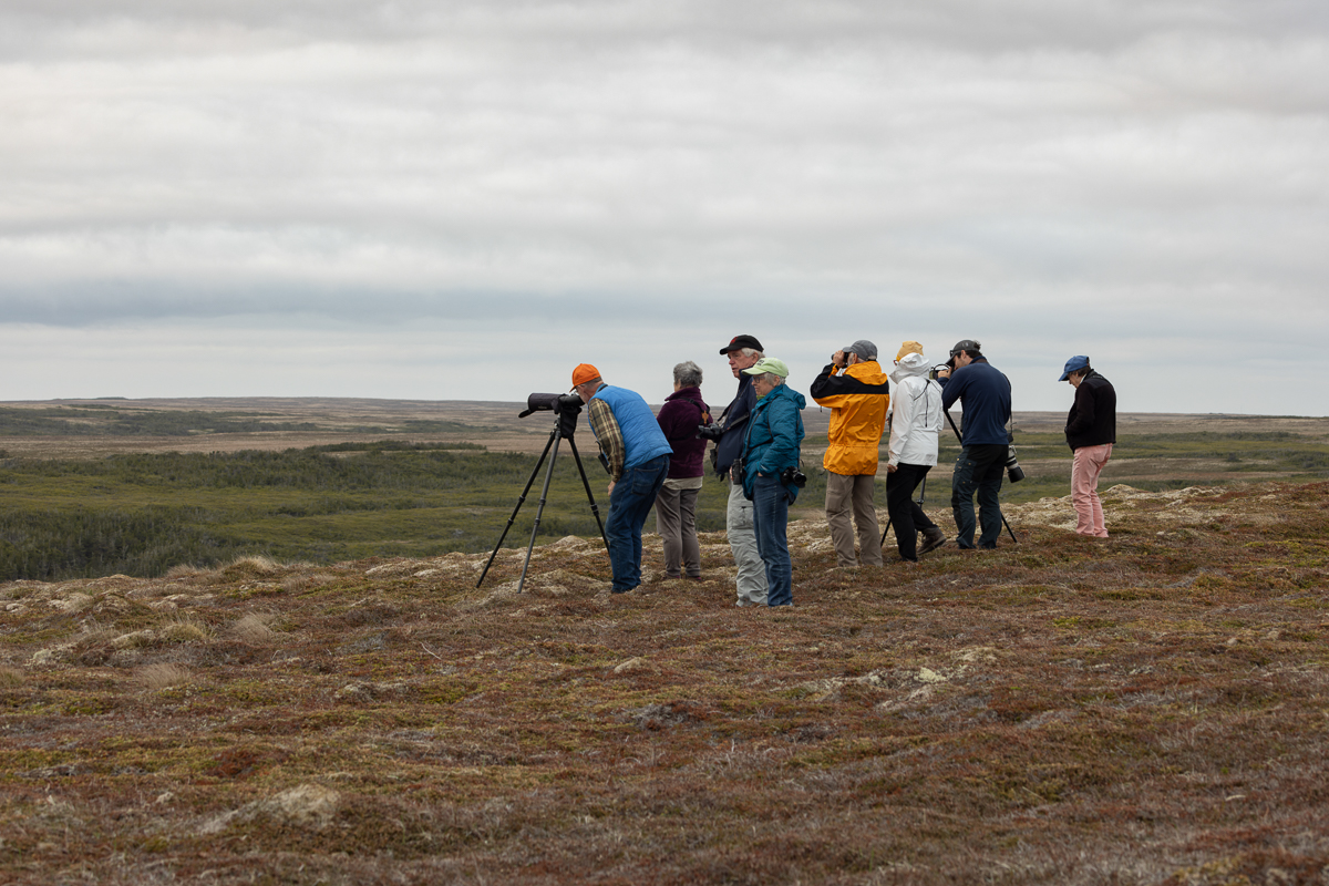 The group observes a caribou on the beautiful tundra near St. Shott’s. 