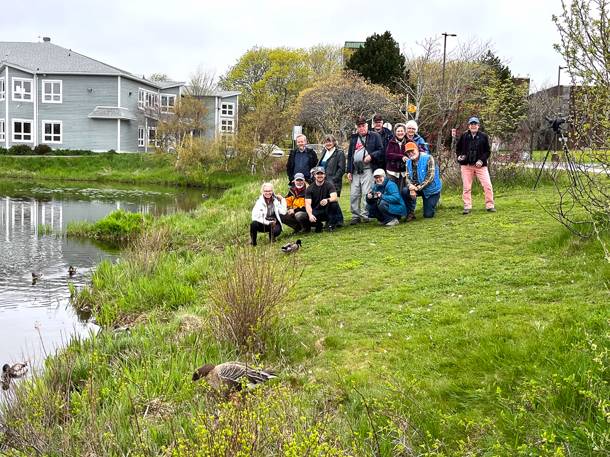 People and Pink-footed Goose