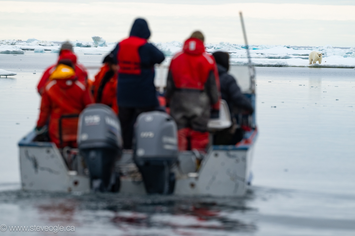 Group watching polar bear on ice