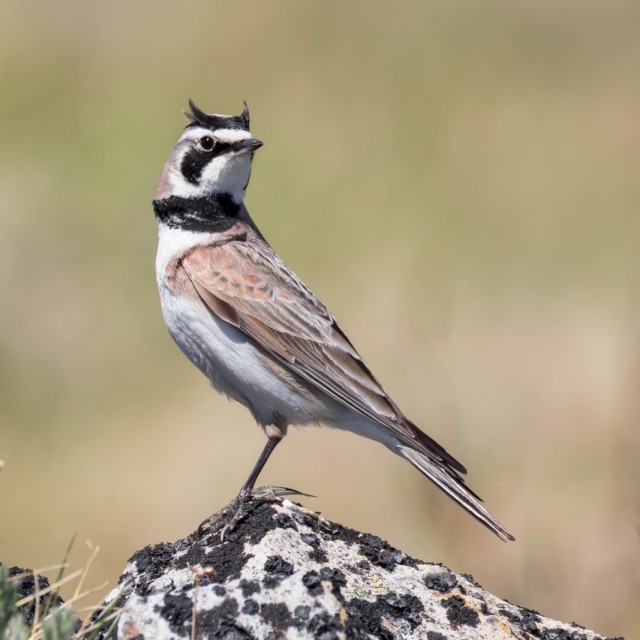 Horned Lark