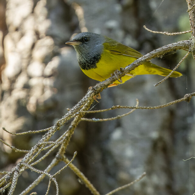 Mourning Warbler in British Columbia