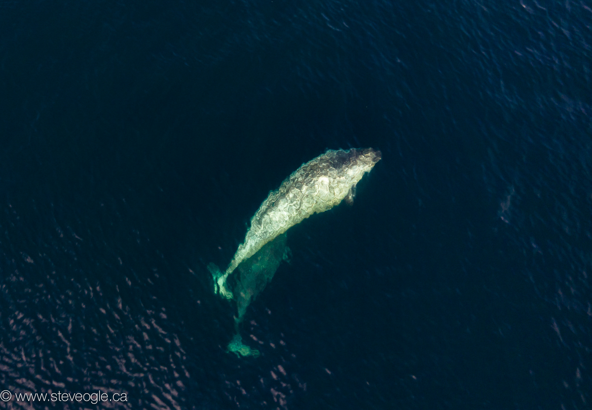Narwhal mom and baby