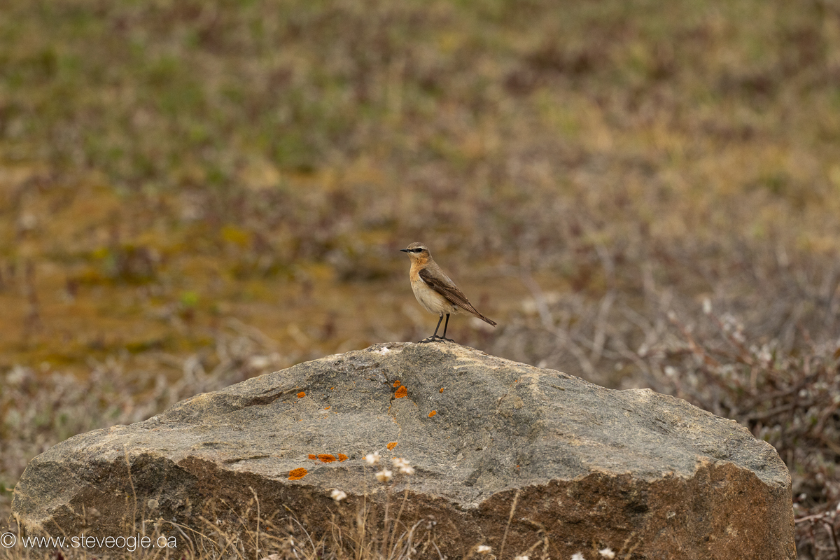 Northern Wheatear