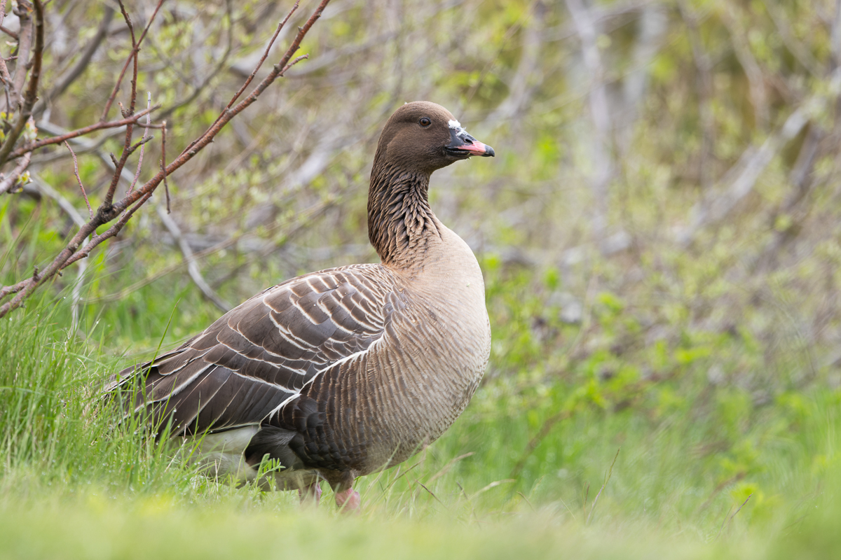 Pink-footed Goose in St. John's Newfoundland