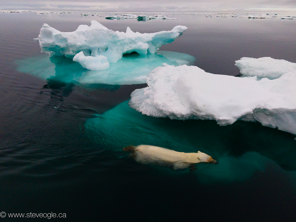 Polar bear swimming by iceberg