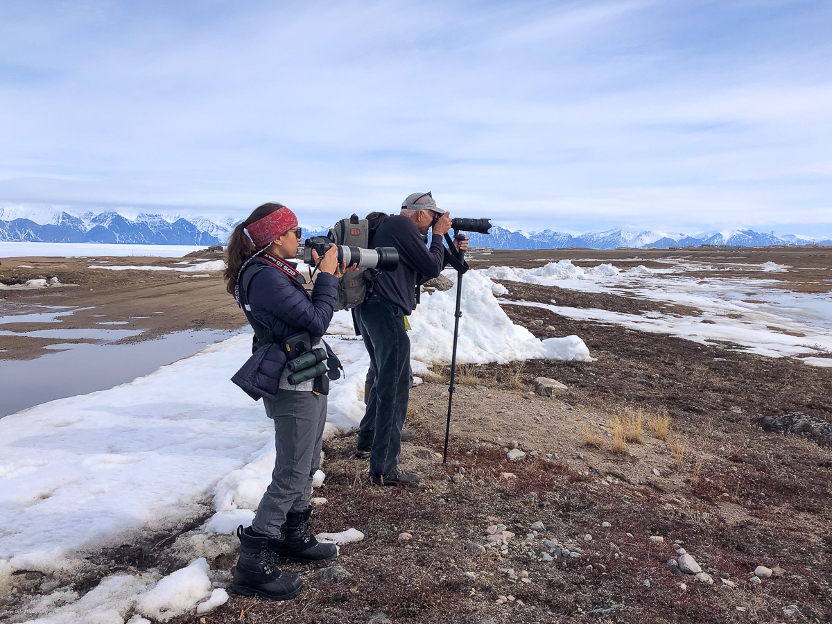 Birding in Pond Inlet