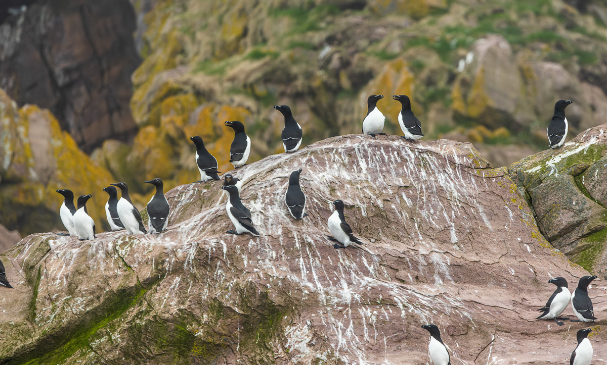 Razorbills in Witless Bay