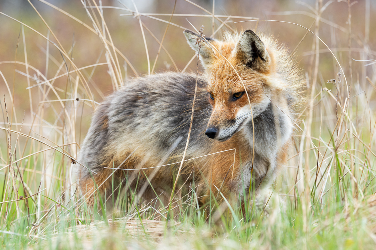 Red Fox in Bonavista, Newfoundland