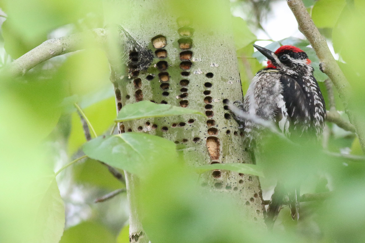 Red-naped Sapsucker